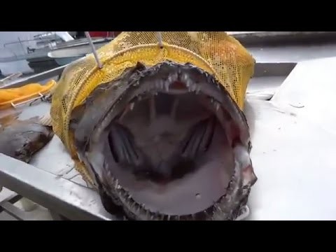 W Rosji to ryby lowia wedkarzy