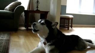 Husky Dogs Singing Gwen Stefani