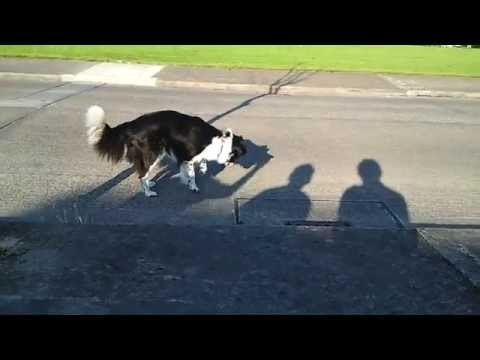 Dog vs Shadow