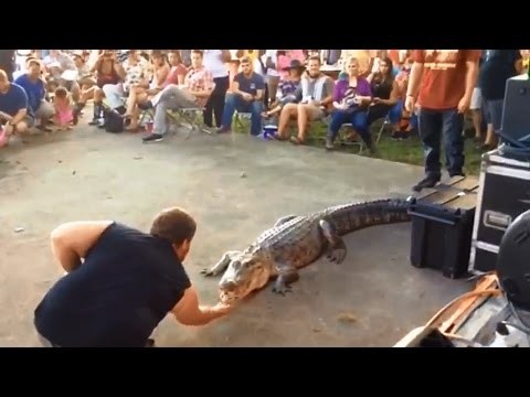 Nieudane zabawy z krokodylem