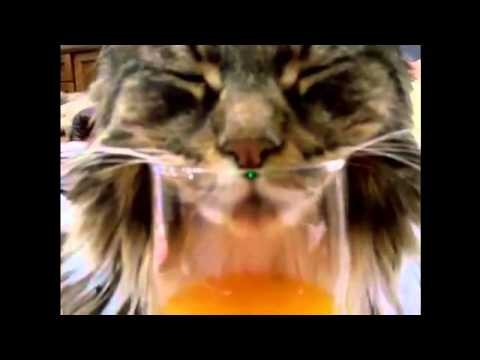 Cat snores in glass