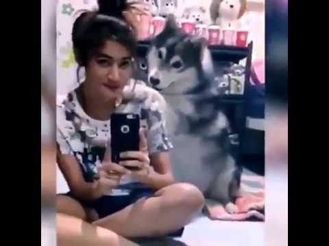 Uroczy husky uwielbia robic selfie 