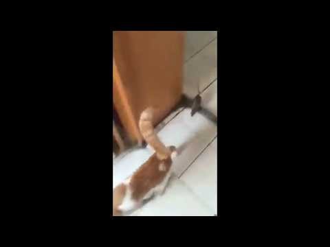 Kot ucieka przed szczurem