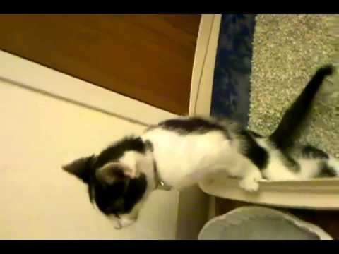 Kitten peeing like a man