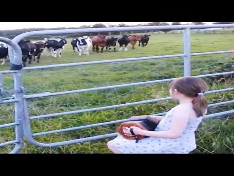 Krowy Uwielbiaja Muzyke Akordeonowa