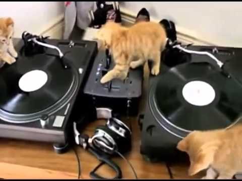 Kotki DJ