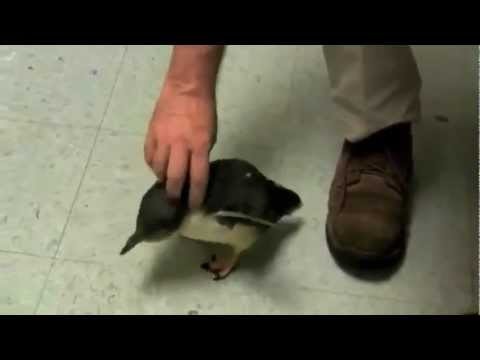 Maly pingwin, laskotanie