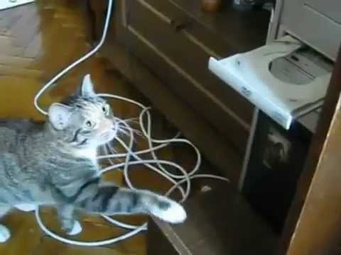 Cat vs DVD drive
