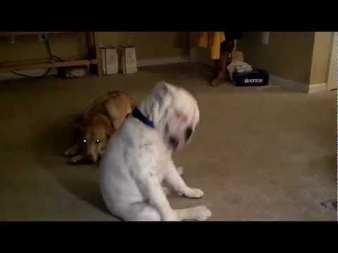 Dog dancing under Jazz [Very Funny]