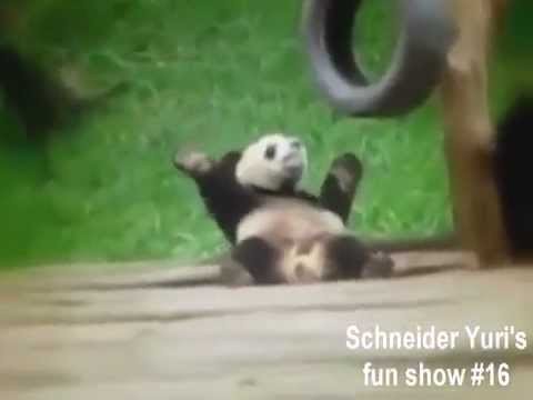 Hilarious animals